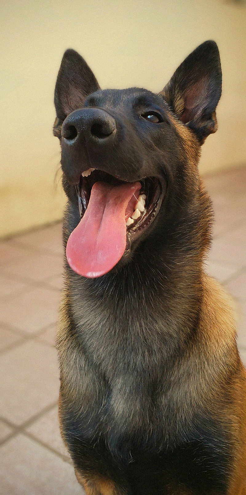 mascote02